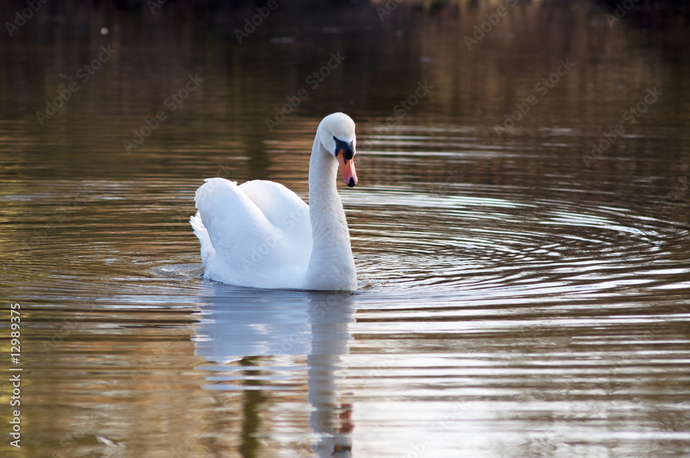 See-Engel See-Engel