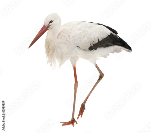 White Stork - Ciconia ciconia (18 months)