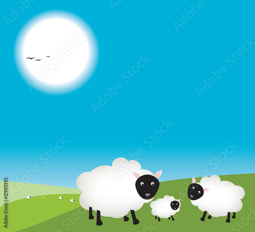 mum and dad sheep in field