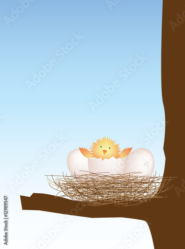 chick in nest hatching