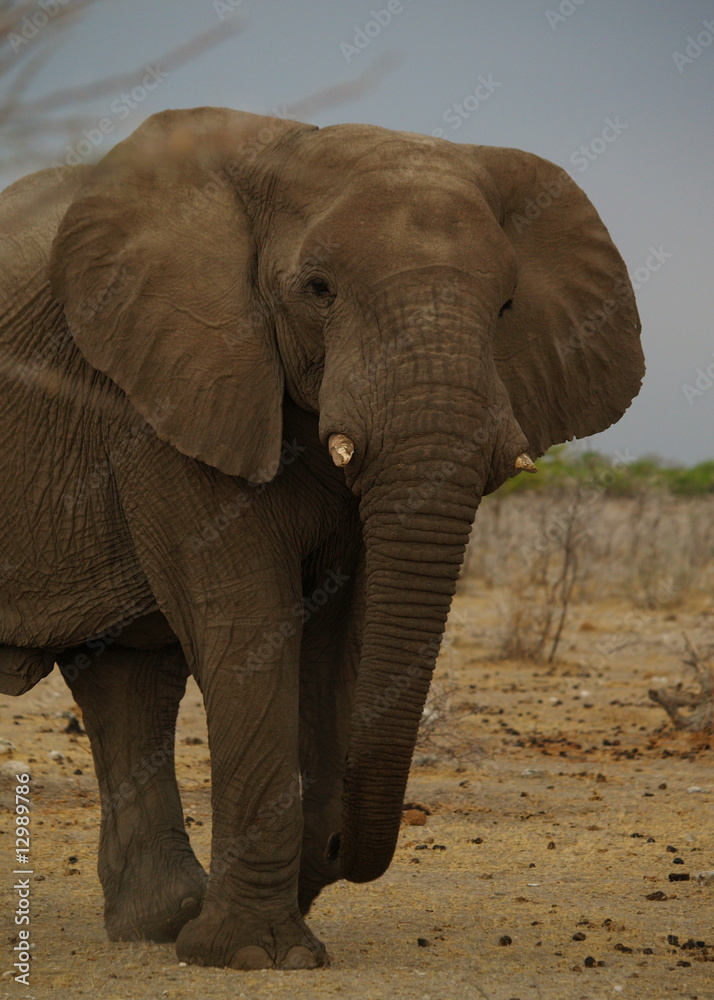 Obraz premium elefant