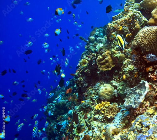 Fototapeta Naklejka Na Ścianę i Meble -  Coral reefs