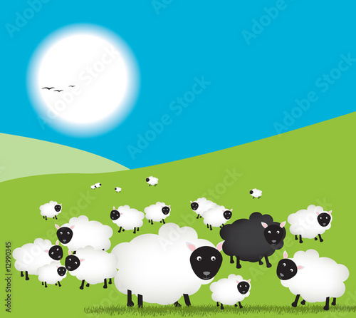 sheep in field  one black