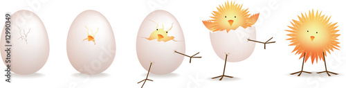 hatching chick