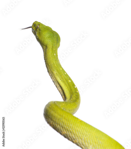 green tree python - Morelia viridis (5 years old)
