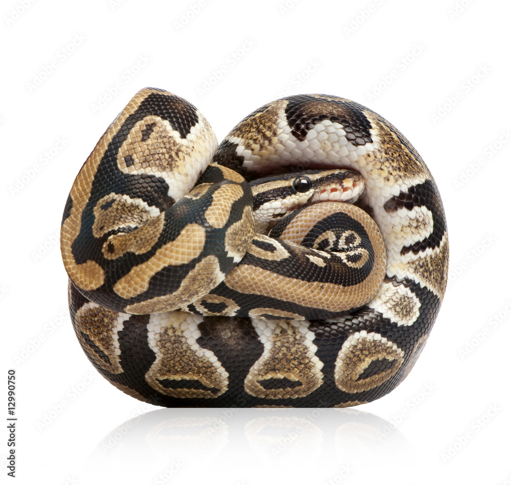 Fototapeta premium Young Python regius (10 months old)