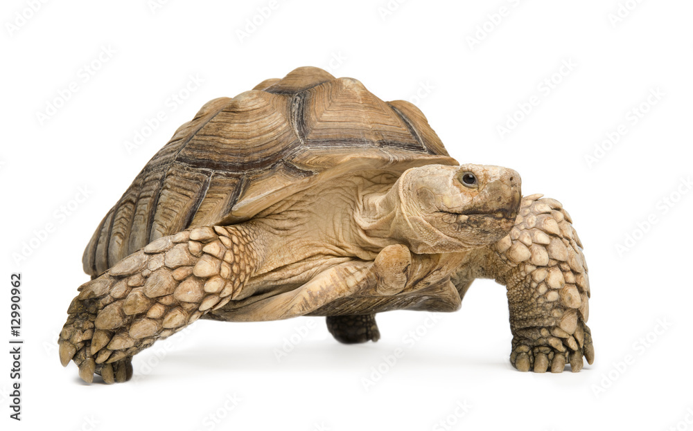 Naklejka premium African Spurred Tortoise - Geochelone sulcata