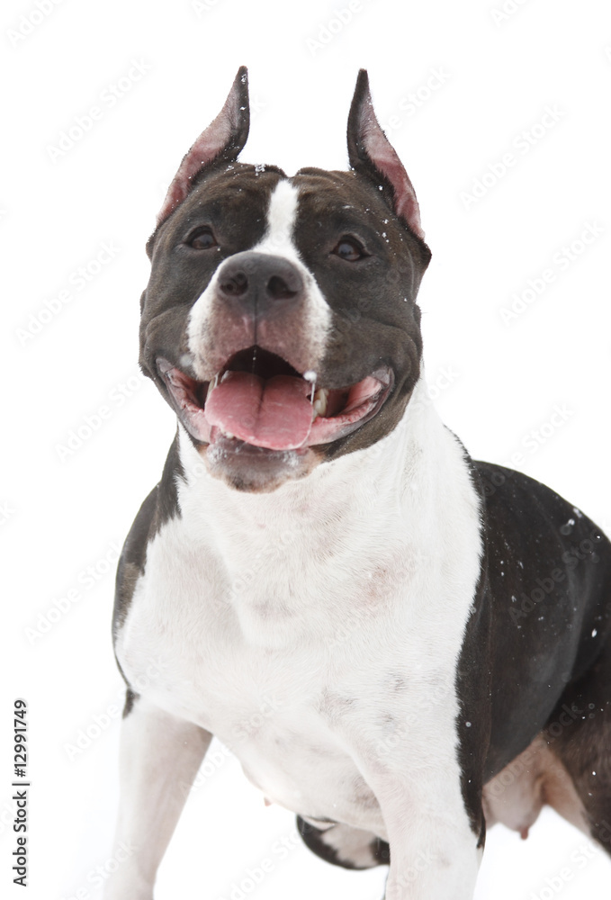 American Staffordshire Terrier on a white under the flying snow