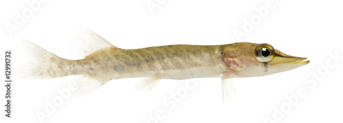 Fotografia Young Northern pike - Esox lucius (1 years)