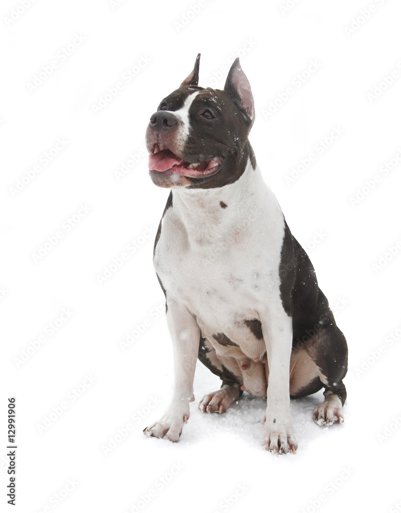 American Staffordshire Terrier on a white under the flying snow