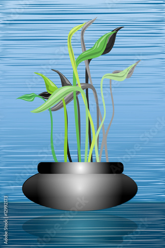 Houseplant in pot with blue background