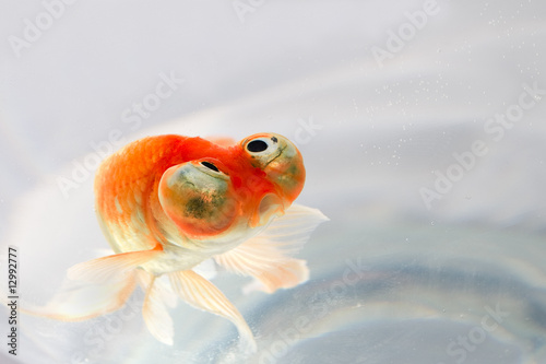 poisson rouge photo