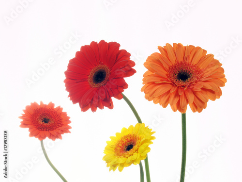 vier Gerbera