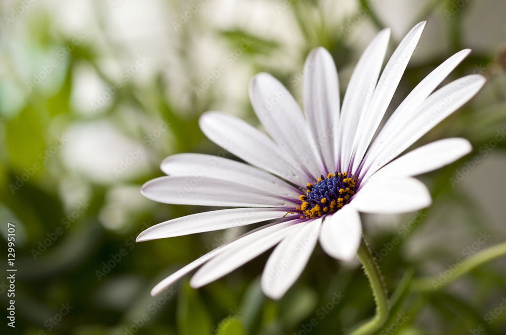 Closeup of beautiful daisy, shallow depth of field Closeup of beautiful daisy, shallow depth of field
