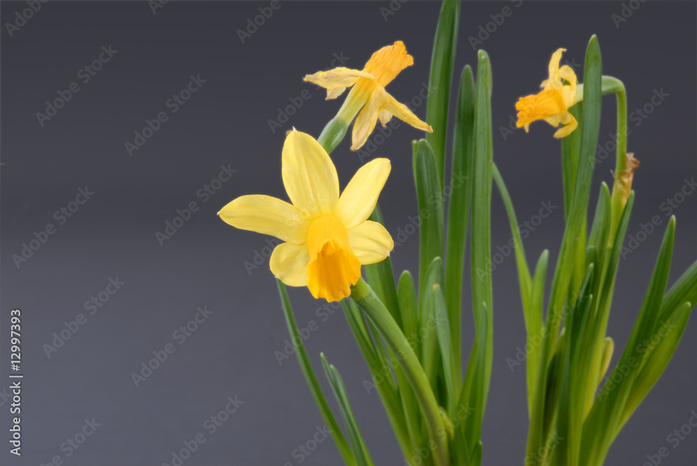 żomkile, daffodils żomkile, daffodils