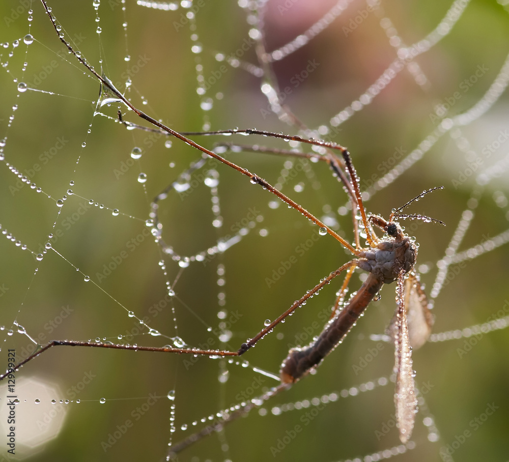 mosquito in cobweb mosquito in cobweb