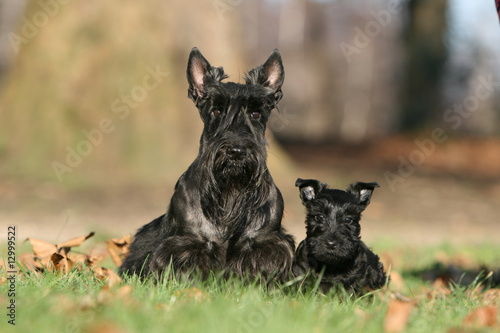 Foto scottish terrier adulte et son chiot noir de face