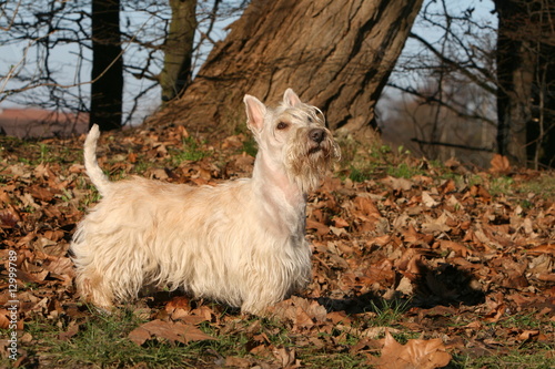 scottish terrier blanc adulte scrutant le ciel en automne photo