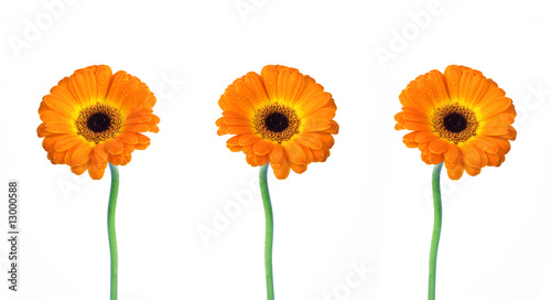 drei gerbera