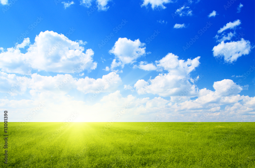 field of flax and blue sky