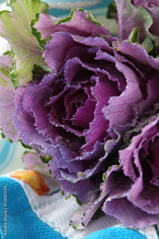 Fototapeta premium Flowering Purple Kale