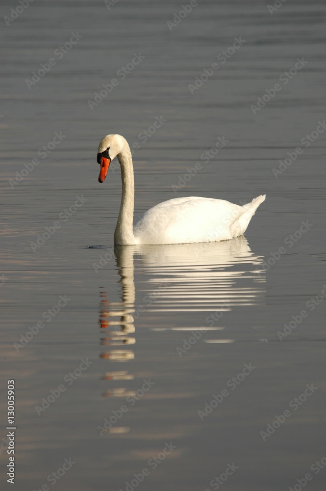 Naklejka premium Schwan