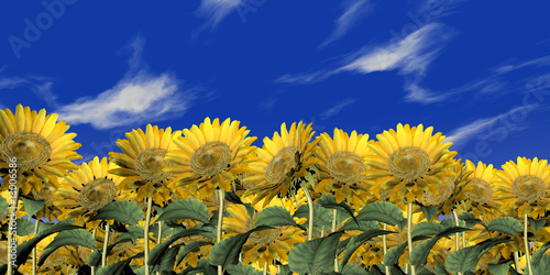 Fototapeta Naklejka Na Ścianę i Meble -  sonnenblumen