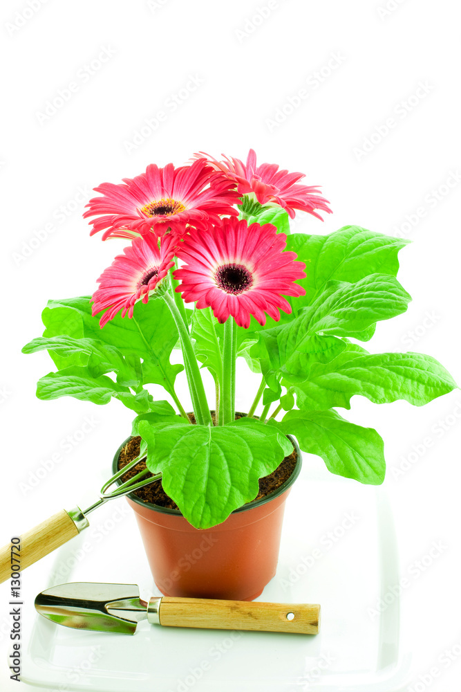 Pink gerbera in a pot with floriculture chopper and shovel