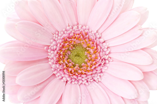 pink gerber