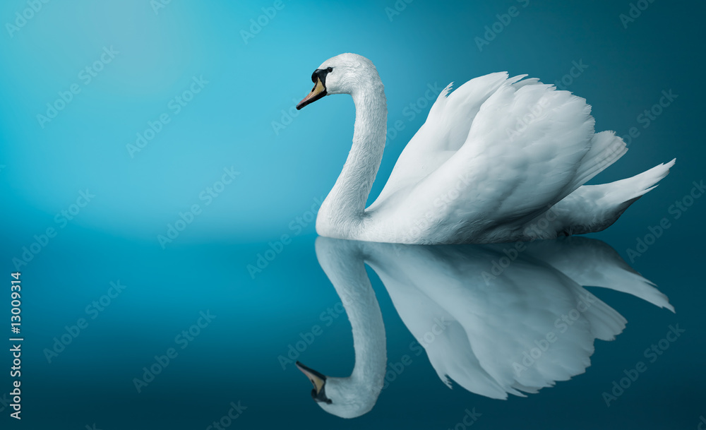 Obraz premium A Swan