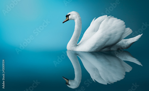 Fotografie, Obraz A Swan