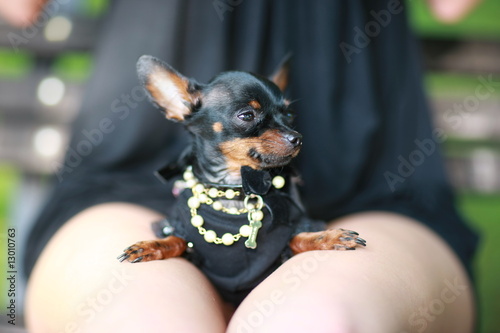 Fototapeta Naklejka Na Ścianę i Meble -  Small dog