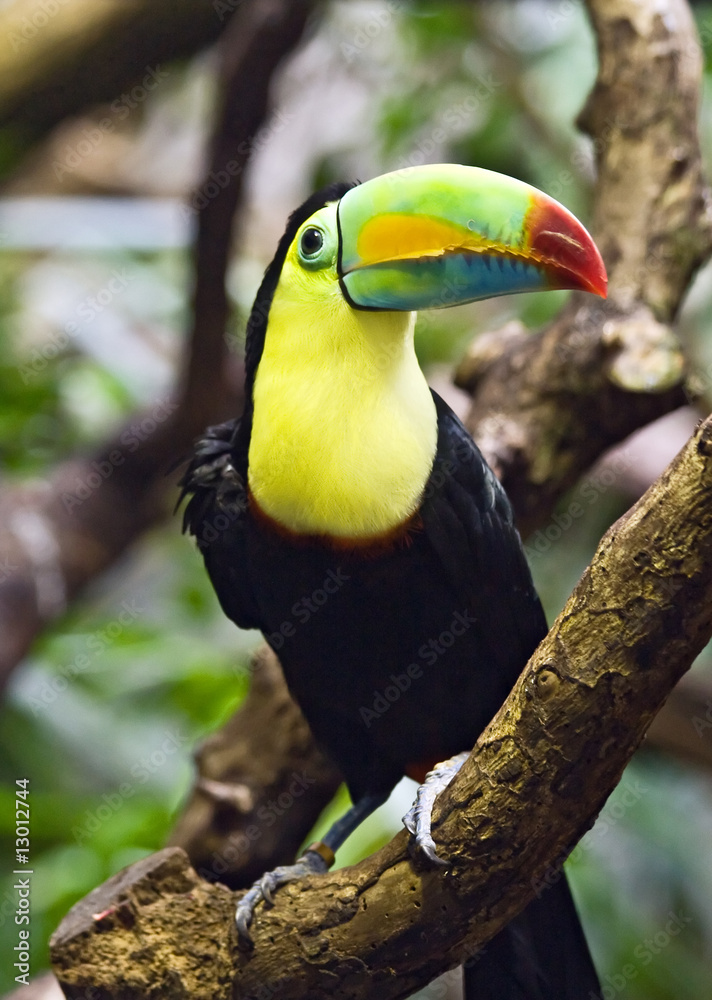Obraz premium Tucan