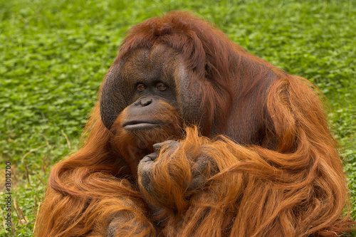 Orang Utan