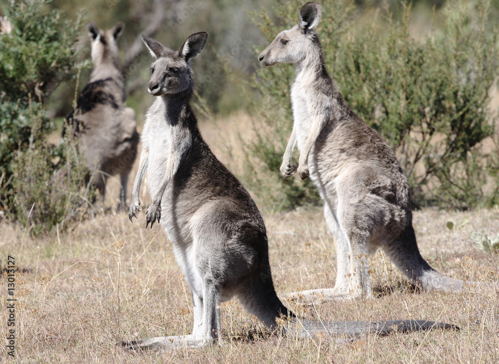 Australian Grey Kangaroo Australian Grey Kangaroo