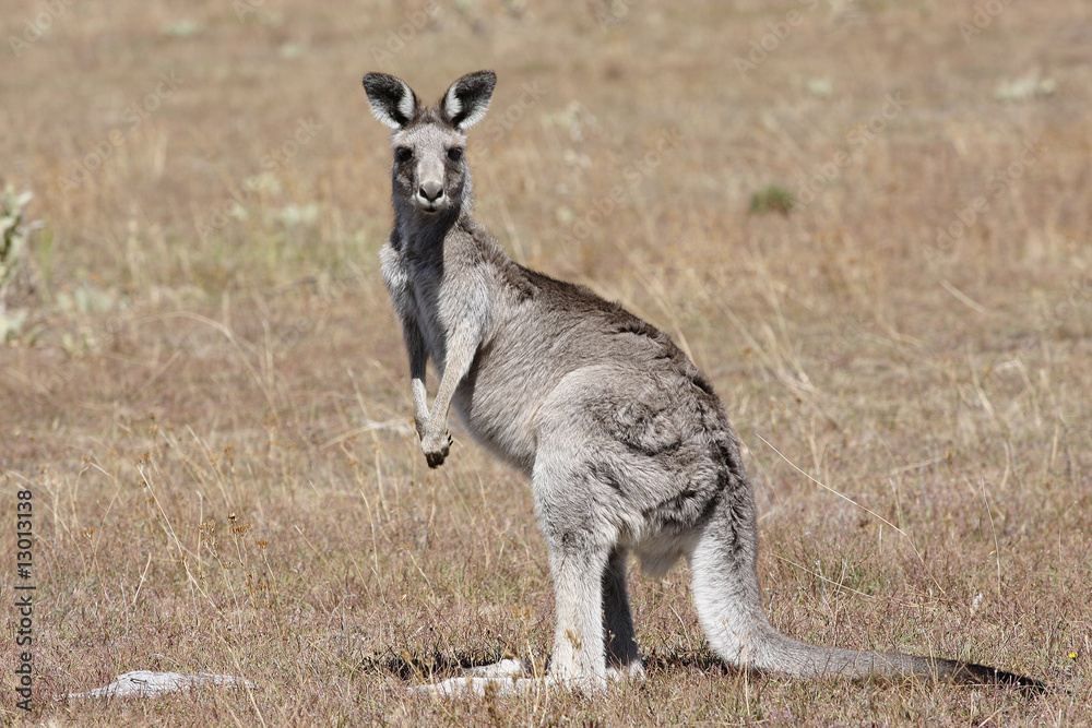 Australian Grey Kangaroo Australian Grey Kangaroo