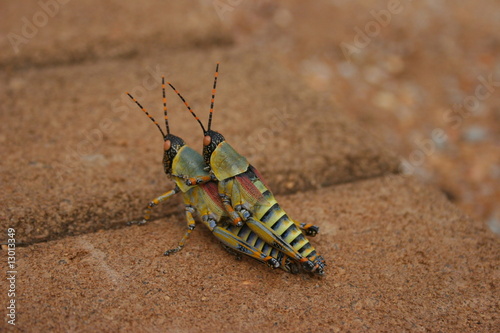 Elegant Grasshoppers
