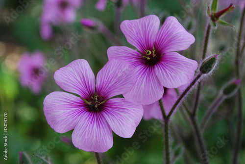 Two Beautiful Purple Poppys (Horizontal)