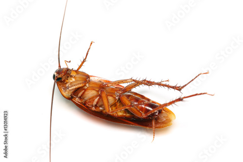 Death Cockroach © Mau Horng