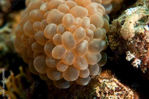 bubble coral © stephan kerkhofs