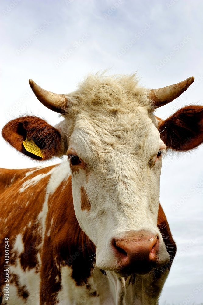 krowa