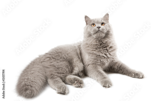 Fototapeta Naklejka Na Ścianę i Meble -  cute british kitten isolated