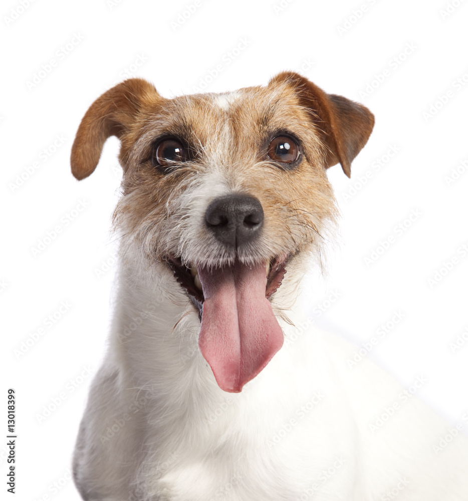 Φωτογραφία jack russell terrier smiling