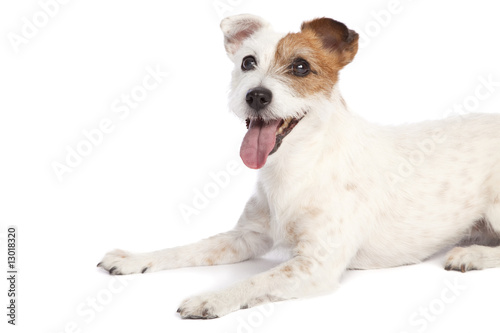 jack russell terrier lying down