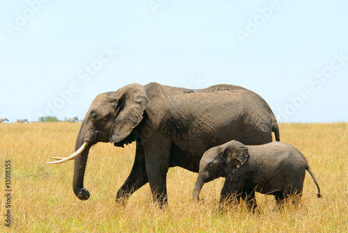 African elephants mother and baby