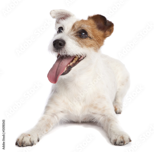 Photo jack russell terrier lying down