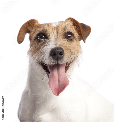 Obraz na plátně jack russell terrier smiling