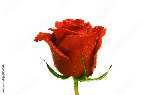 rose in the drops of dew