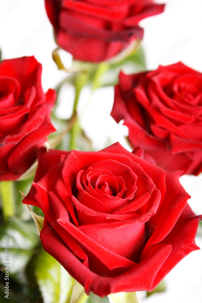 Fototapeta premium roses