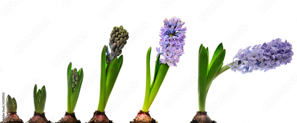 Fototapeta premium Hyacinth composition